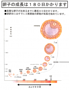 「卵子」について知っておこう
