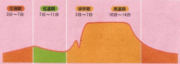 基礎体温について